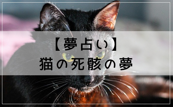 【夢占い】猫の死骸の夢