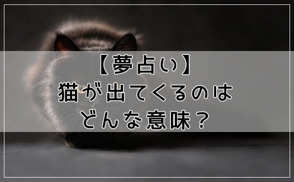 夢占い 猫が出てくるのはどんな意味 行動や状態別に夢診断 どり